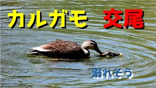 カルガモの交尾 Spot-billed duck mating