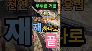 부추밭 거름 재 하나로  끝 #부추밭 #부추거름 #시골텃밭 #텃밭가꾸기