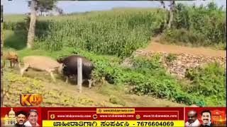 ಅಬ್ಬಾ! ಇದು ನೋಡಿದ್ರೆ ಬೆಚ್ಚಿ ಬೀಳ್ತೀರಿ