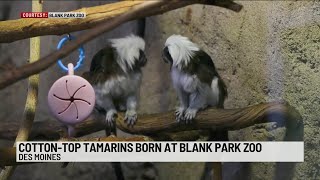 It's baby season! Blank Park Zoo welcomes twin cotton-top tamarins