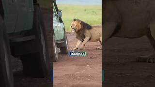 Moments when Lions Attack Safari Vehicles