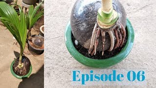 how to grow a coconut bonsai tree Episode 6