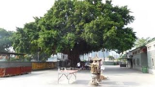 Tai Shu Ha Tin Hau Temple 元朗大樹下天后古廟