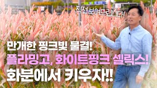 핑크빛물결🌸화성나무도매시장🌸 핑크핑크 고급지게 셀릭스하세요 ^^