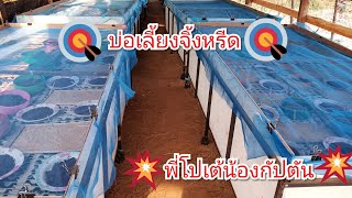 จิ้งหรีดพันธ์ทองดำทองแดงอบไข่8-10วัน