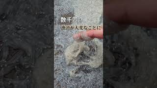 漁港が大変！数万匹の生物が陸揚げされてて異常すぎ