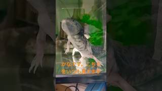 ウーパールーパー ミューテーション　axolotl mexico