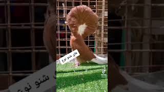 شباب كلولي شنو نوعه