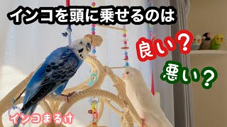 頭にインコを乗せる事は良い？悪い？〜飼い主の1人として思う事〜　【セキセイインコ】　Budgerigar.