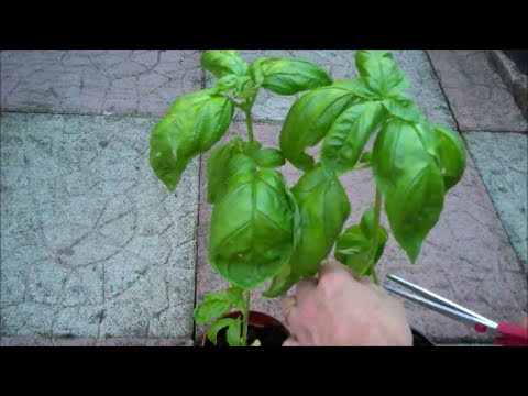 How to Grow Basil from Seed How to Grow Basil from Seed