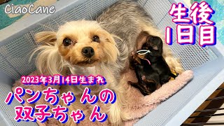 2023年3月14日生まれ・パンちゃんの双子ちゃん【生後1日目】