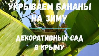 Укрываем бананы на зиму