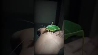 பச்சை வெட்டுக்கிளி (Green Grasshopper)🦗🦗🦗😻