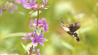 今すぐ野山を歩きたくなる　岡山市で自然をテーマにした写真展