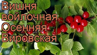 Вишня войлочная Осенняя Вировская 🌿 обзор: как сажать, саженцы вишни Осенняя Вировская