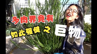 「山烏龜」黑手指友好的強健植物 | 竟然還是巨物 | 光棍樹