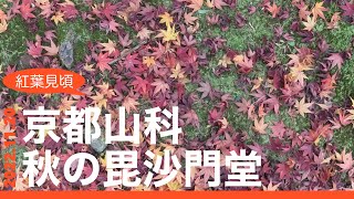 【京都山科さんぽ】秋の毘沙門堂2022 紅葉見頃 Kyoto Yamashina Bishamon-do Temple