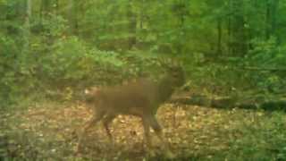 Deer Tips 1: Scouting | Indiana DNR
