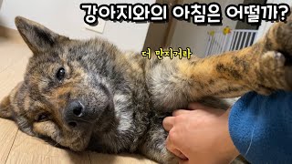 강아지와의 아침은 어떨까?  ㅣ 진돗개 호구