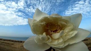 White Lotus Flower Drink for better sleep. In English