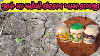 જીરુ મા પહેલો છંટકાવ ખાસ કાળજી Jiru me pahela santakav