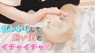 夜ふかししても 走り回って飼い主とイチャイチャするうさぎ！