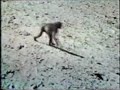 Monkey Trap - Africa