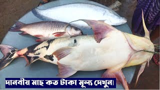 দানবীয় মাছ কত টাকা মূল্য দেখুন মাওয়া মৎস আড়ৎ See how much money the giant fish cost Mawa Fish Market