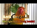 Pancingan Suara Burung lovebird