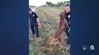 Port St. Lucie police save struggling Golden Retriever from canal