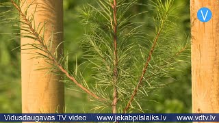 Jēkabpils Mežaparkā iestādīti 70 jauni kociņi