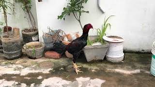 విడికల్లా పుంజు 8143128480 WE DONT HARM ANY BIRDS AND ANIMALS IN THIS VIDEO AND CHANNEL SAVE BIRDS