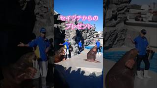 セイウチからのプレゼントって何？＃鴨川シーワールド＃水族館＃セイウチ