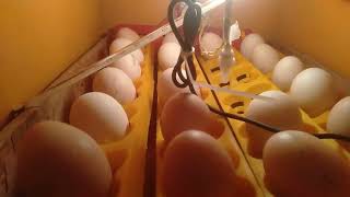 How incubator Works/ DIY Incubator for Chicken #chicken #incubator