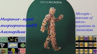 Микропия в Амстердаме / Micropia in Amsterdam