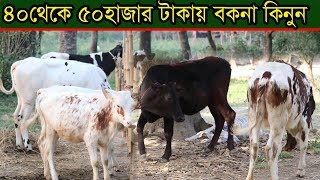 ৪০ থেকে ৫০ হাজার টাকায় উন্নত জাতের বকনা গরু কিনুন keeping cow by nazmul