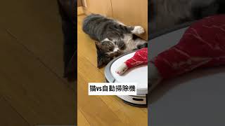 お掃除ロボットを目の前にした猫の反応