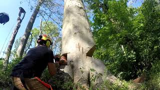 American Beech (fagus grandifolia) fell using shark gill felling cut.