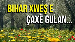 Bihar xweş e çaxê gula… #nature #xweza #doğa #bahar