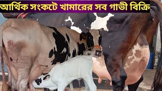 ইমারজেন্সি টাকার প্রয়োজন!!প্রান্তিক পর্যায়ে বাড়ির গাভী!! হজরত ভাইয়ের ২০ লিটারের লসে গাভী বিক্রিয়