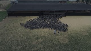 Ingenious Farmer Uses Sheepdogs To Herd Up 10,000 Turkeys