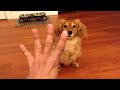 counting dog part 2