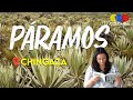 Learn about the Paramos of Colombia – Colombian Travel Guide