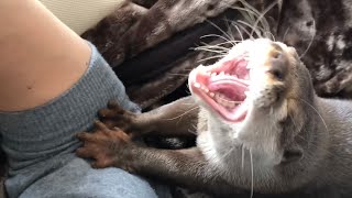 カワウソさくら 珍しく寝起きぶさいくじゃない！ Otters otorting large