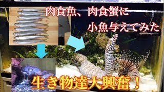 【アクアリウム】大型魚、猛毒魚、巨大蟹に小魚与えてみた【海水魚水槽】