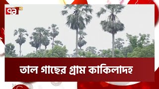 তালের রস ও তাল বিক্রি করে সাবলম্বী যে গ্রামের মানুষ | Palm Tree | Kustia | News | Ekattor TV