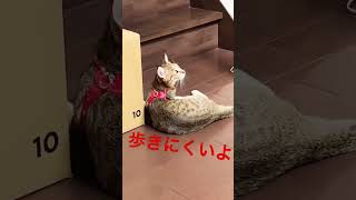 猫ちゃんに初めてハーネスを付けてみたら、大変な事に！#shorts