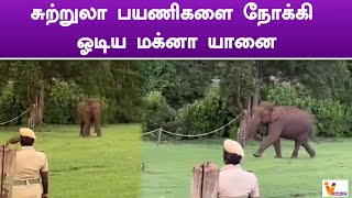 சுற்றுலா பயணிகளை நோக்கி ஓடிய மக்னா யானை | OOTY Elephant