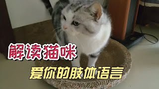 解读猫咪的这几个肢体语言，代表着猫咪想你，爱你，喜欢你…