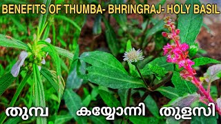 തുമ്പ l കയ്യോന്നി l തുളസി എന്നിവയുടെ ഗുണങ്ങൾ l Thumba l Bhringraj l Holy basil important factors